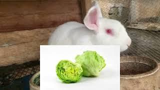 10 food you should never feed your rabbit that can kill your rabbit