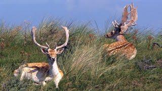 Amsterdamse Waterleidingduinen