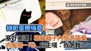 塞好塞滿！橘貓箱子內愜意築巢 衣服撥一地...飼主嘆：我太難了│寵物│貓咪｜猫｜ねこ│Pet│Cat│Kitten