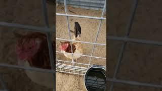 Peruvian roosters jerry lawrence Jbl