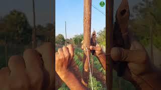 Tomato farming ideas! #farminglife #tomato #tips #short