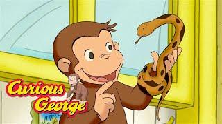 George the Snake Catcher!   Curious George  Kids Cartoon  Kids Movies