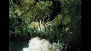 under the sea
