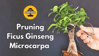 Pruning Ficus Ginseng Bonsai for Healthy Growth | Indoor Bonsai Care Tips