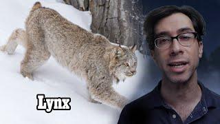 The Underground Forest King of Wild Cats, the Lynx!