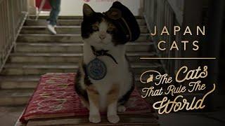 EP 4 | JAPAN CATS, TAMA | THE CATS THAT RULE THE WORLD | SHEBA®