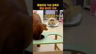 댕댕이의 식사 교육이 제일 중요한 이유