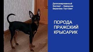 Пражский крысарик #Shorts