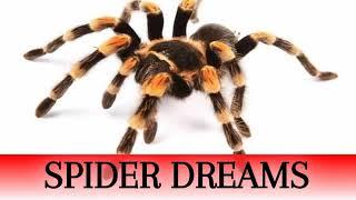 Spider Dreams