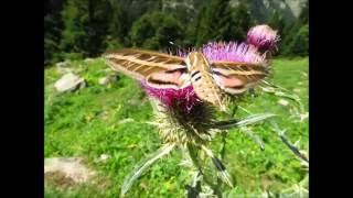 Four types of Hawk-Moths in flight