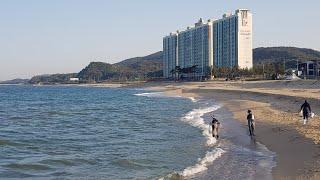 거진해변 자산천 바다투망실황, 낮에 형광등 학꽁치 대박, 대전어 바글바글, 숭어도 두세마리씩 들어옴, 투망달인, 바다투망 #castnet #fishing #playpesca