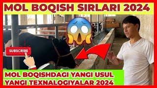 MOL BOQISH SIRLARI 2024 YIL MOL BOQISHDAGI YANGI USUL,YANGI TEXNOLOGIYALAR