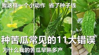 种苦瓜常见的11个大错误, 不花一分钱还早熟高产 How to grow lots of bittermelons