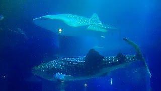 【ジﾝベｲザﾒ】 海遊館 大水槽の動画映像12時間 - "Whale sharks" (central tank of osaka aquarium "KAIYUKAN" 12hours)