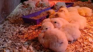Chick Days...Sights & Sounds From Our Brooder Cam...Hatchlings At 4 Days Old (vlog 68)