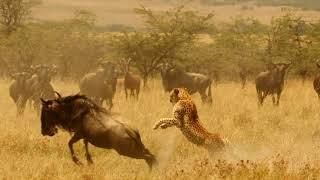 The Migration Arrives | Great Plains Conservation