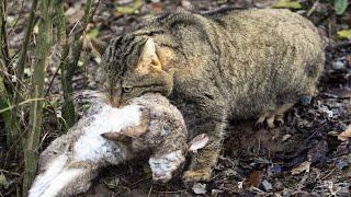 He Catches Rabbits Like Mice! The Wildcat is a secretive and furious predator!