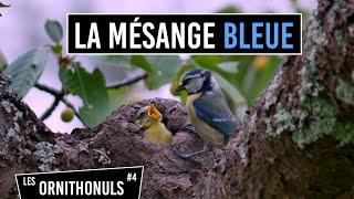 LA MÉSANGE BLEUE - LES ORNITHONULS #4