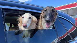 bad vlog: long drives for long dogs