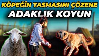 "Bu Köpeğin Hem Başını Sevene Hem de Tasmasını Çözene ADAKLIK KOYUN Hediye!"