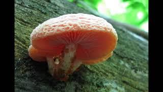 Rhodotus palmatus