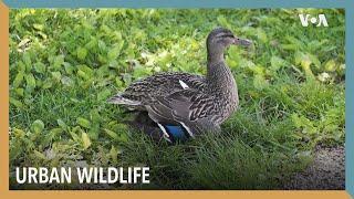 Urban Wildlife | VOA Connect