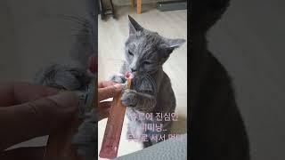 츄르에 진심인 미미냥..