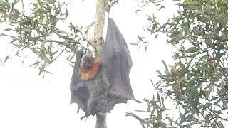 Grey-headed Flying Fox, Pteropus poliocephalus, Centennial Park, Sydney, NSW, Australia, 25 Mar 2022