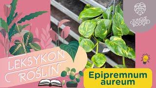Epipremnum złociste - jak dbać i czy jest trujące? // Idealna roślina do cienia i dla początkujących