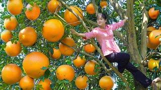 Harvesting Wild Grapefruit go to market sell - Recipe making Liziqi grapefruit | live long in forest