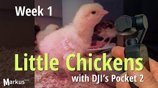 Little Chickens Week 1  with DJI's Pocket 2 #shorts