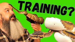 How to Train a Snake: Target Training Pythons