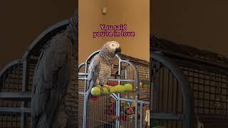 Gizmo’s singing will melt your heart ️  #talkingparrot #singingbirds #africangrey #shorts