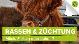 Rinderrassen & Züchtung – Milch, Fleisch oder beides?