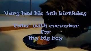 Varg's 4th birthday #Dutchshepherd #Dog