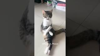  Kung Fu Cat Chronicles: Hilariously Adorable Moments