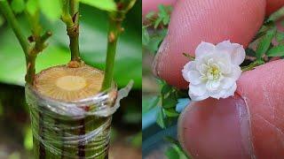 I grafted the world's smallest rose on a tree