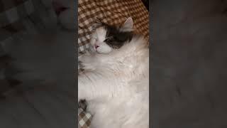 Давай спать ляжем...  #любимка#милые_котики#юмор#kets#