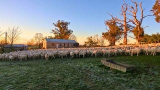 Mustering and Trucking| Ewes to Lease Block for the Winter