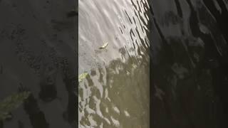 Brown trout leaping into the water#trout #nature #beautifullvalley #food#kaghanvally #savelife