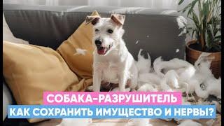 🪑VS Собака грызет и портит мебель: что делать?