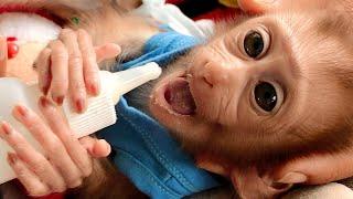 So Sweet Super Small Baby! Baby Monkey Bela Sweet Kiss Mom Very Softly After Drink Milk