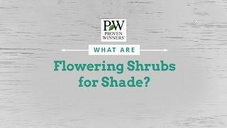 Flowering Shrubs for Shade