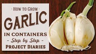  How to: Grow Garlic in Containers (Step by Step Guide)