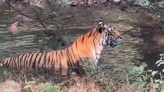 Tigress Chilling in Ranthambhore National Park