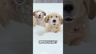 Топовые нейросети в комментариях!#нейроСети #ИИ #искусственныйИнтеллект