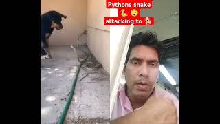 Pythons  attacking to dog  #dog #rottweiler #cobra #snake #germanshepherd #san #sjlu #shortsfeed