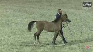 N 78 WATHNAN ALQUDS   ERAB Arabian Horse International Show 2024   Colt Foals Class 2B