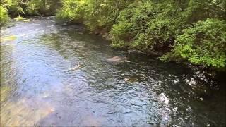 Drone Flyover Green River from Pot Shoals Road Bridge