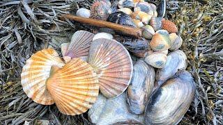 Coastal Foraging - Scallops, Cockles, Clams and Mussels Beach Cook Up | The Fish Locker